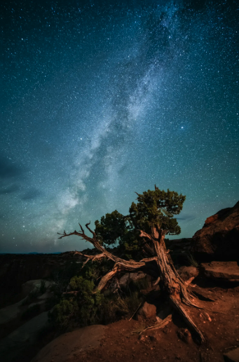 Vertical phone lightbox preview with Milky Way tree photograph