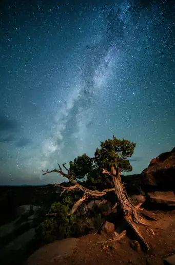 Vertical phone lightbox preview with Milky Way tree photograph